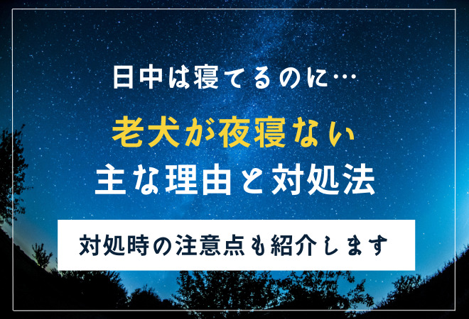老犬が寝ない理由と対処法