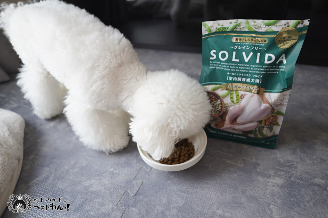 ソルビダを犬が食べてる