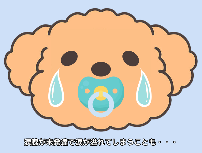 涙腺の未発達が涙やけの原因に