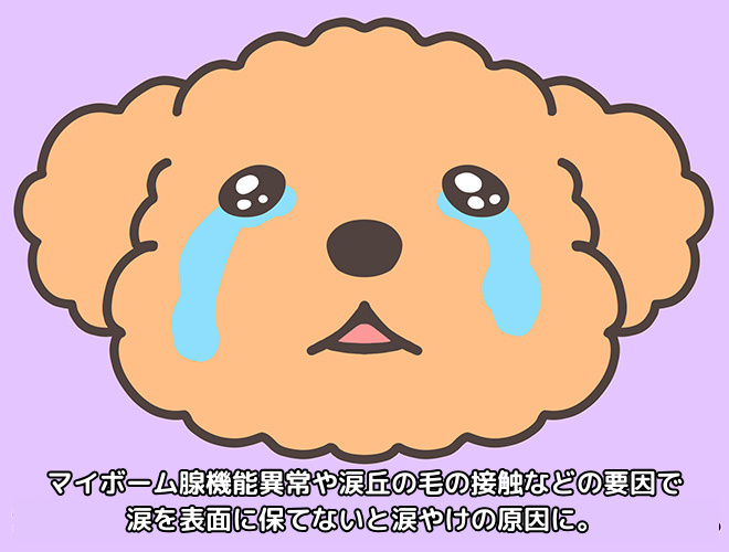 涙を表面に保てないと涙やけの原因に