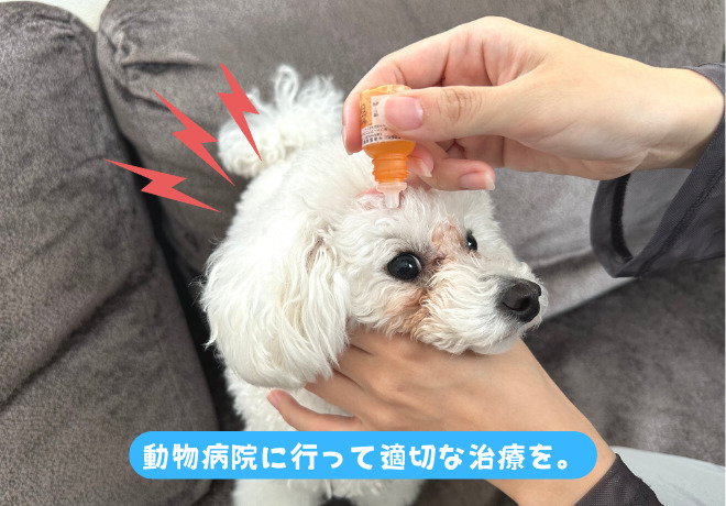 犬に目薬をさす