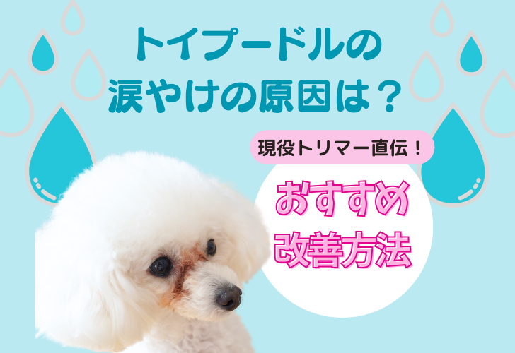 トイプードル涙やけの原因
