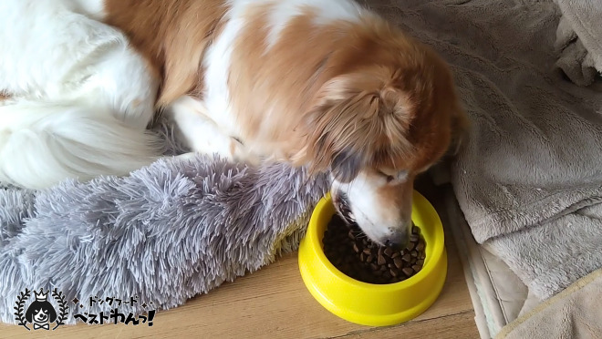 寝ながら食べる犬