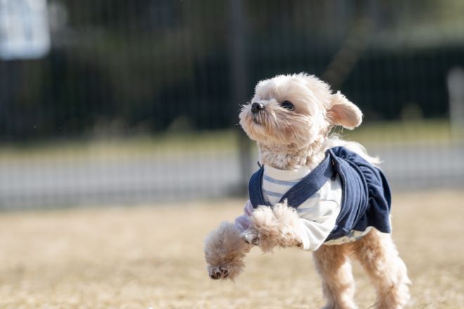 マルプーが走る