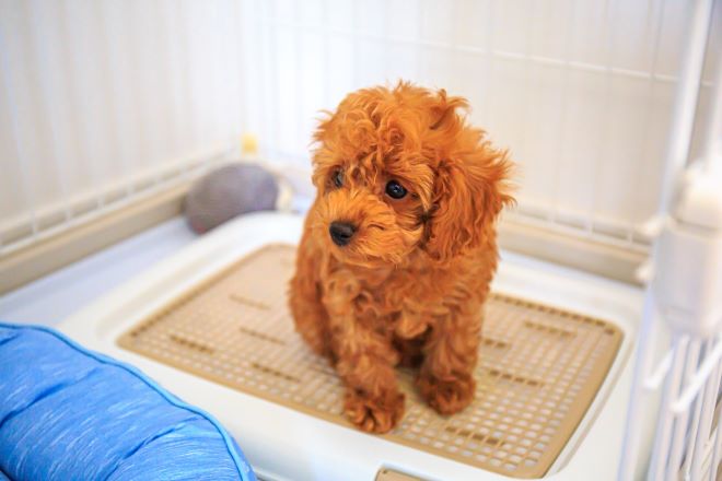 犬がトイレにいる