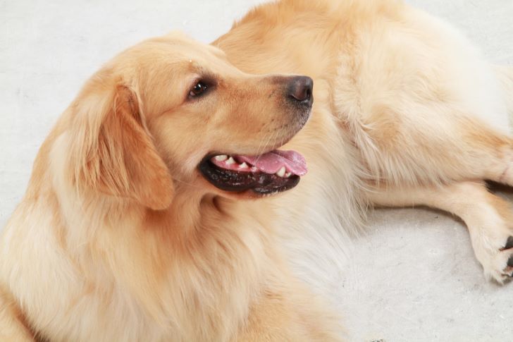 ゴールデンレトリバーリラックス中