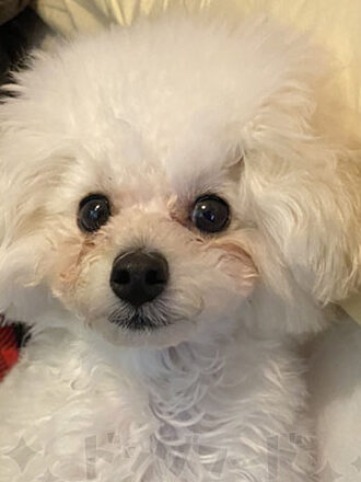 愛犬の涙やけ対策前