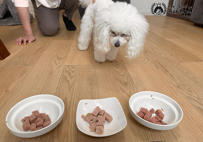 ブッチ食いつき選手権１