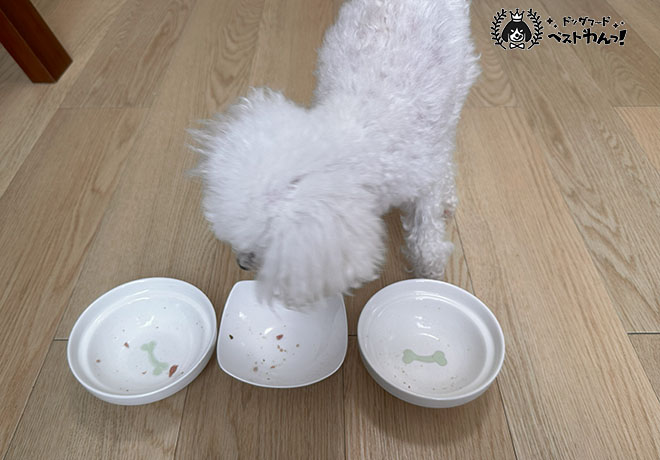 ブッチ食いつき選手権2結果