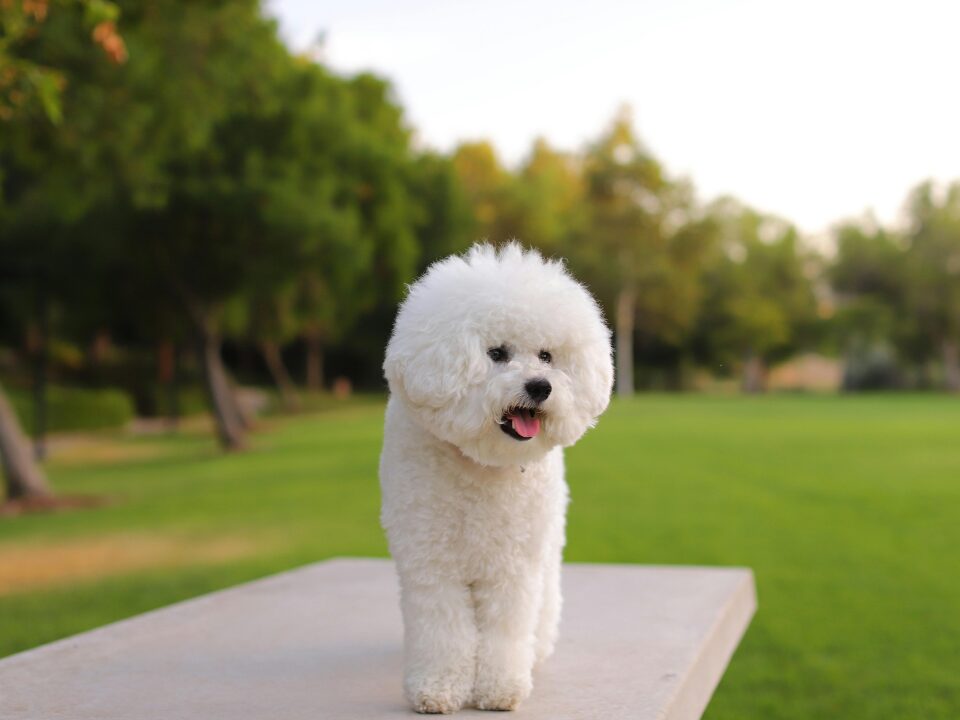 画像に alt 属性が指定されていません。ファイル名: -960-x-720-px-960-x-720-px.jpg