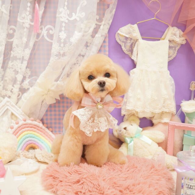 @dogsalon_starsea

[ご新規様募集中]
生後6ヶ月以下は初回シャンプーコース、カットコースが20％オフ
ご新規様は初回エステメニューが半額

※過去のフォトセットです。

#Starsea #スターシー

#富士市トリミング #富士市トリミングサロン #富士宮市トリミング #富士宮市トリミングサロン #静岡トリミングサロン #沼津トリミングサロン #トリミング #犬 #いぬ #いぬすたぐらむ #ふわもこ部 #犬のいる暮らし #愛犬 #わんこ #犬好きな人と繋がりたい #犬のいる生活 #チワプー ＃チワプーカット