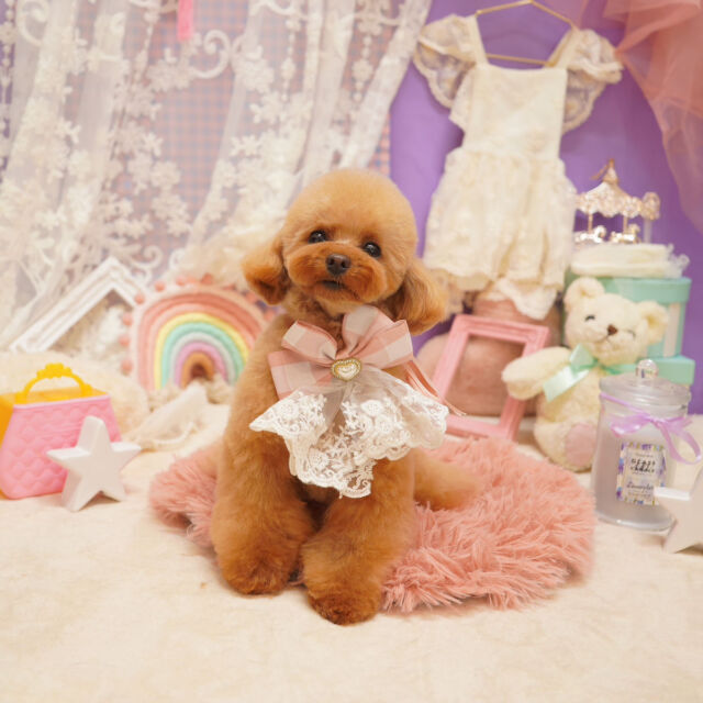@dogsalon_starsea 👈他の投稿はこちらから

[ご新規様募集中]
生後6ヶ月以下は初回シャンプーコース、カットコースが20％オフ
ご新規様は初回エステメニューが半額

※過去のフォトセットです。

#Starsea #スターシー

#富士市トリミング #富士市トリミングサロン #富士宮市トリミング #富士宮市トリミングサロン #静岡トリミングサロン #沼津トリミングサロン #トリミング #犬 #いぬ #いぬすたぐらむ #ふわもこ部 #犬のいる暮らし #愛犬 #わんこ #犬好きな人と繋がりたい #犬のいる生活 #トイプードル #トイプードルカット #トイプードルカットスタイル