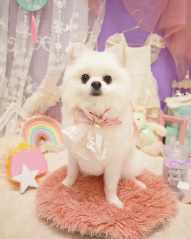 @dogsalon_starsea 👈他の投稿はこちらから

[ご新規様募集中]
生後6ヶ月以下は初回シャンプーコース、カットコースが20％オフ
ご新規様は初回エステメニューが半額

※過去のフォトセットです。

#Starsea #スターシー

#富士市トリミング #富士市トリミングサロン #富士宮市トリミング #富士宮市トリミングサロン #静岡トリミングサロン #沼津トリミングサロン #トリミング #犬 #いぬ #いぬすたぐらむ #ふわもこ部 #犬のいる暮らし #愛犬 #わんこ #犬好きな人と繋がりたい #犬のいる生活 #ポメラニアン #ポメラニアンカット