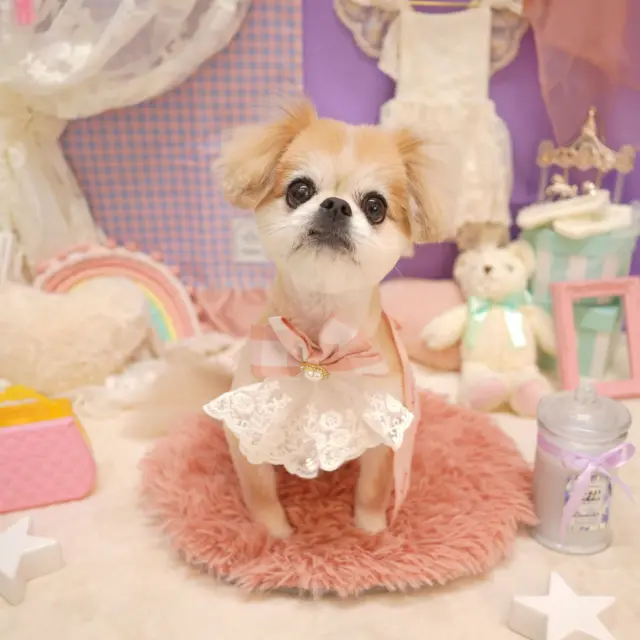 @dogsalon_starsea 👈他の投稿はこちらから

[ご新規様募集中]
生後6ヶ月以下は初回シャンプーコース、カットコースが20％オフ
ご新規様は初回エステメニューが半額

※過去のフォトセットです。

#Starsea #スターシー

#富士市トリミング #富士市トリミングサロン #富士宮市トリミング #富士宮市トリミングサロン #静岡トリミングサロン #沼津トリミングサロン #トリミング #犬 #いぬ #いぬすたぐらむ #ふわもこ部 #犬のいる暮らし #愛犬 #わんこ #犬好きな人と繋がりたい #犬のいる生活