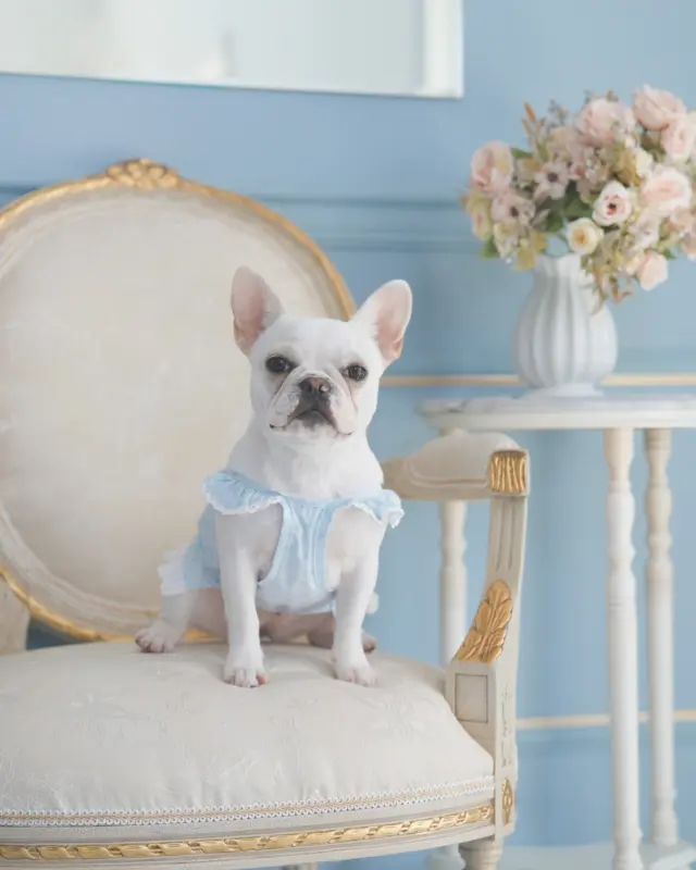 @dogsalon_starsea 👈他の投稿はこちらから

near by us シュシュワンピース

お洋服を含めて商品を5000円以上ご購入で、ご購入頂いたお洋服を着たわんちゃんのお写真を1枚プレゼントいたします✨

#Starsea #スターシー

#富士市トリミング #富士市トリミングサロン #富士宮市トリミング #富士宮市トリミングサロン #静岡トリミングサロン #沼津トリミングサロン #トリミング #犬 #いぬ #いぬすたぐらむ #ふわもこ部 #犬のいる暮らし #愛犬 #わんこ #犬好きな人と繋がりたい #犬のいる生活
