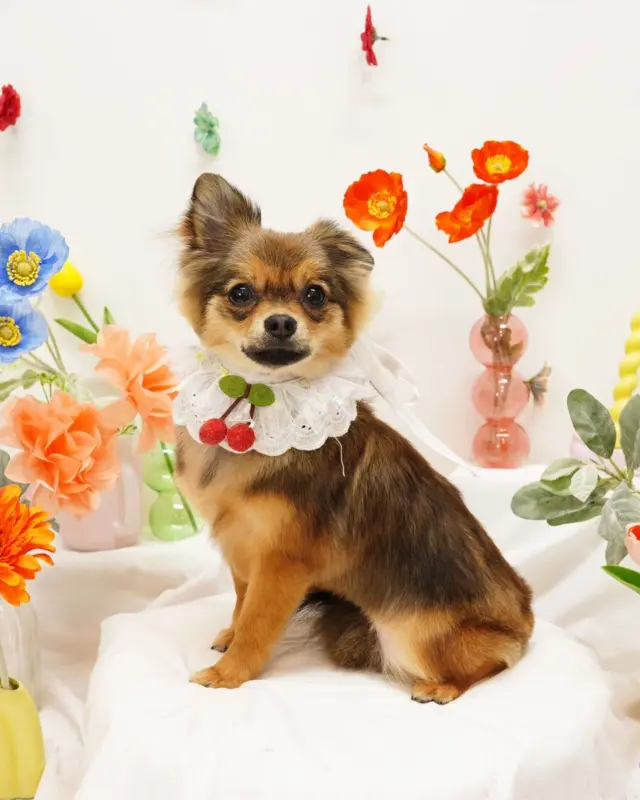 @dogsalon_starsea 👈他の投稿はこちらから

[ご新規様募集中]
生後6ヶ月以下は初回シャンプーコース、カットコースが20％オフ
ご新規様は初回エステメニューが半額

※過去のフォトセットです。

#Starsea #スターシー

#富士市トリミング #富士市トリミングサロン #富士宮市トリミング #富士宮市トリミングサロン #静岡トリミングサロン #沼津トリミングサロン #トリミング #犬 #いぬ #いぬすたぐらむ #ふわもこ部 #犬のいる暮らし #愛犬 #わんこ #犬好きな人と繋がりたい #犬のいる生活 #ポメチワ
