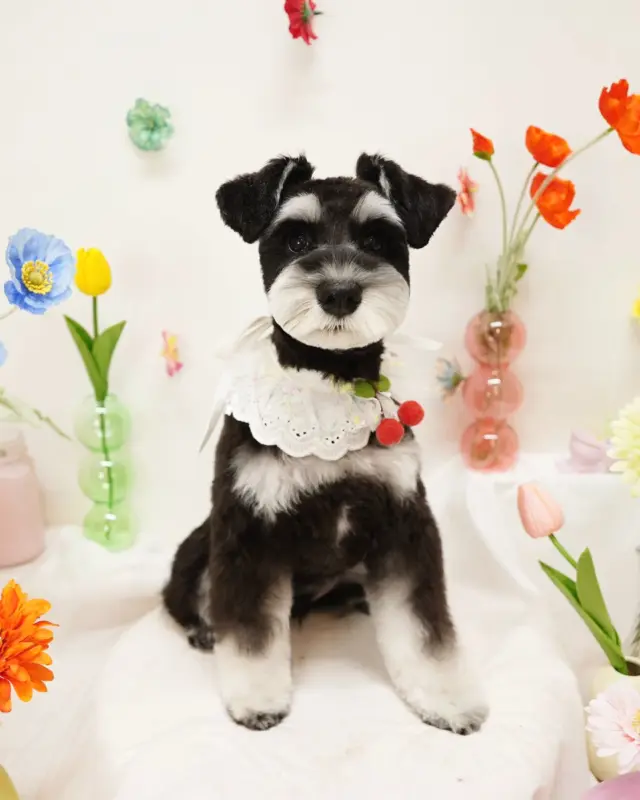 @dogsalon_starsea 👈他の投稿はこちらから

[ご新規様募集中]
生後6ヶ月以下は初回シャンプーコース、カットコースが20％オフ
ご新規様は初回エステメニューが半額

※過去のフォトセットです。

#Starsea #スターシー

#富士市トリミング #富士市トリミングサロン #富士宮市トリミング #富士宮市トリミングサロン #静岡トリミングサロン #沼津トリミングサロン #トリミング #犬 #いぬ #いぬすたぐらむ #ふわもこ部 #犬のいる暮らし #愛犬 #わんこ #犬好きな人と繋がりたい #犬のいる生活 #シュナ #シュナウザー #シュナウザーカット