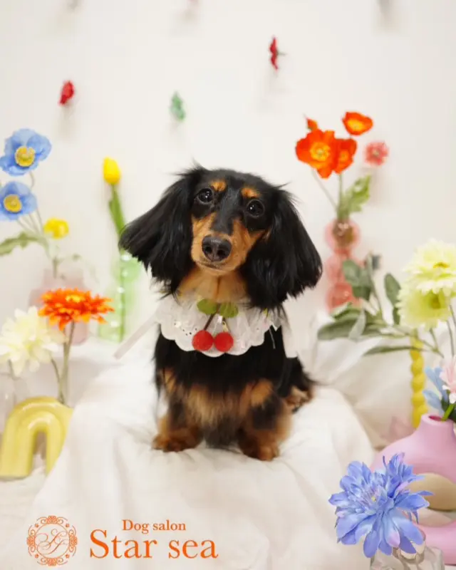 @dogsalon_starsea 👈他の投稿はこちらから

[ご新規様募集中]
生後6ヶ月以下は初回シャンプーコース、カットコースが20％オフ
ご新規様は初回エステメニューが半額

※過去のフォトセットです。

#Starsea #スターシー

#富士市トリミング #富士市トリミングサロン #富士宮市トリミング #富士宮市トリミングサロン #静岡トリミングサロン #沼津トリミングサロン #トリミング #犬 #いぬ #いぬすたぐらむ #ふわもこ部 #犬のいる暮らし #愛犬 #わんこ #犬好きな人と繋がりたい #犬のいる生活 #ミニチュアダックス