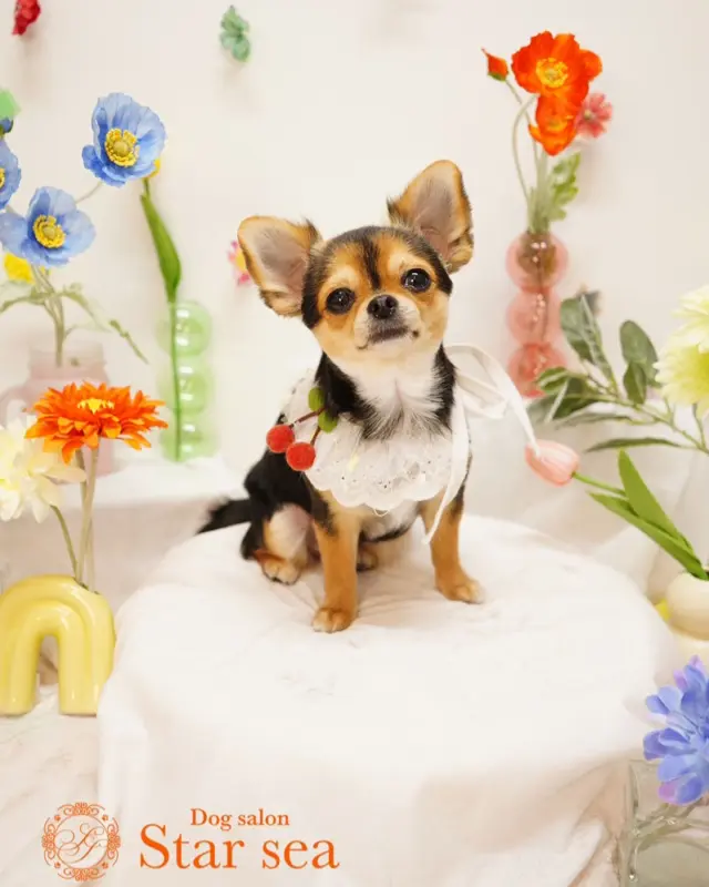 @dogsalon_starsea 👈他の投稿はこちらから

[ご新規様募集中]
生後6ヶ月以下は初回シャンプーコース、カットコースが20％オフ
ご新規様は初回エステメニューが半額

※過去のフォトセットです。

#Starsea #スターシー

#富士市トリミング #富士市トリミングサロン #富士宮市トリミング #富士宮市トリミングサロン #静岡トリミングサロン #沼津トリミングサロン #トリミング #犬 #いぬ #いぬすたぐらむ #ふわもこ部 #犬のいる暮らし #愛犬 #わんこ #犬好きな人と繋がりたい #犬のいる生活 #チワワ #チワワカット